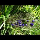 Im Botanischen Garten